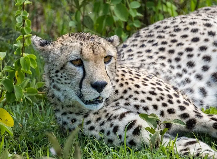 A cheetah resting in grass