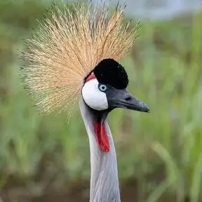 A Gray Crowned-Crane