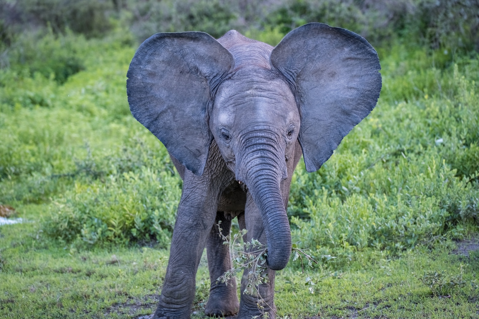Juvenile elephant in green bush