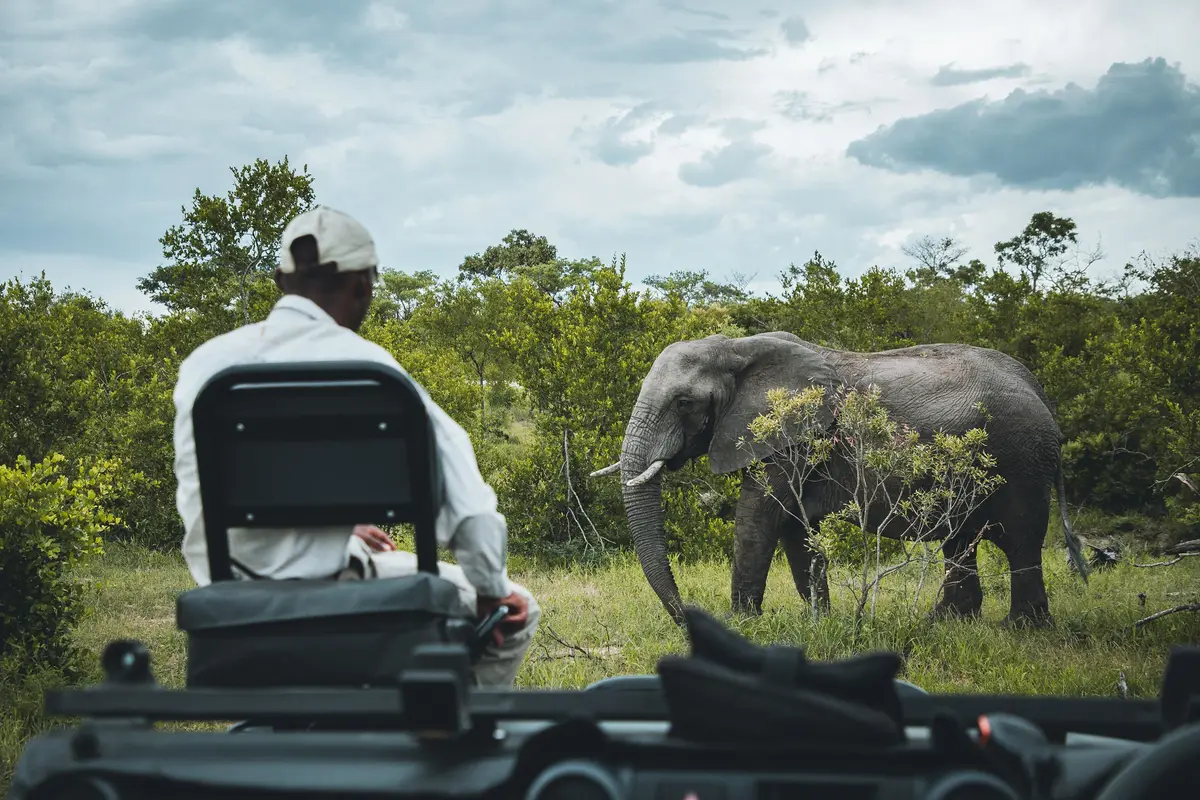 A safari guide, seated in a parked vehicle, watches an elephant a few metres away