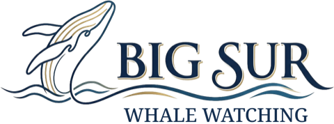 Big Sur Whale Watching